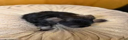 Schnauzer dogs for sale: Schnauzer Puppy 3 - Ad 5