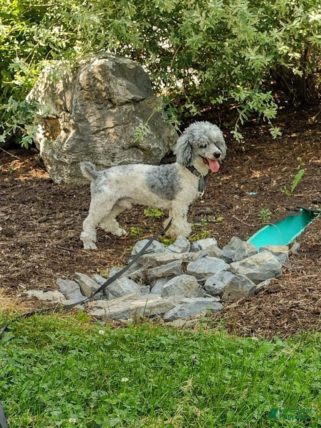 Mini Bernedoodle dogs for sale: Mini Bernedoodle Ranger - Ad 11