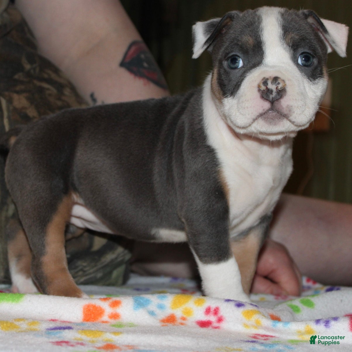 American Bully dogs Lynx  - Ad 2