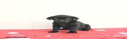 Labrador Retriever dogs for sale: Skye - Ad 5