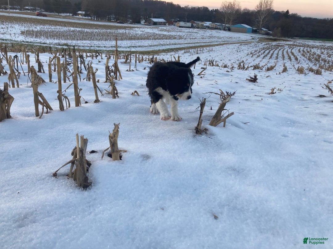 Mixed Breed dogs for sale: Cammy - Ad 8