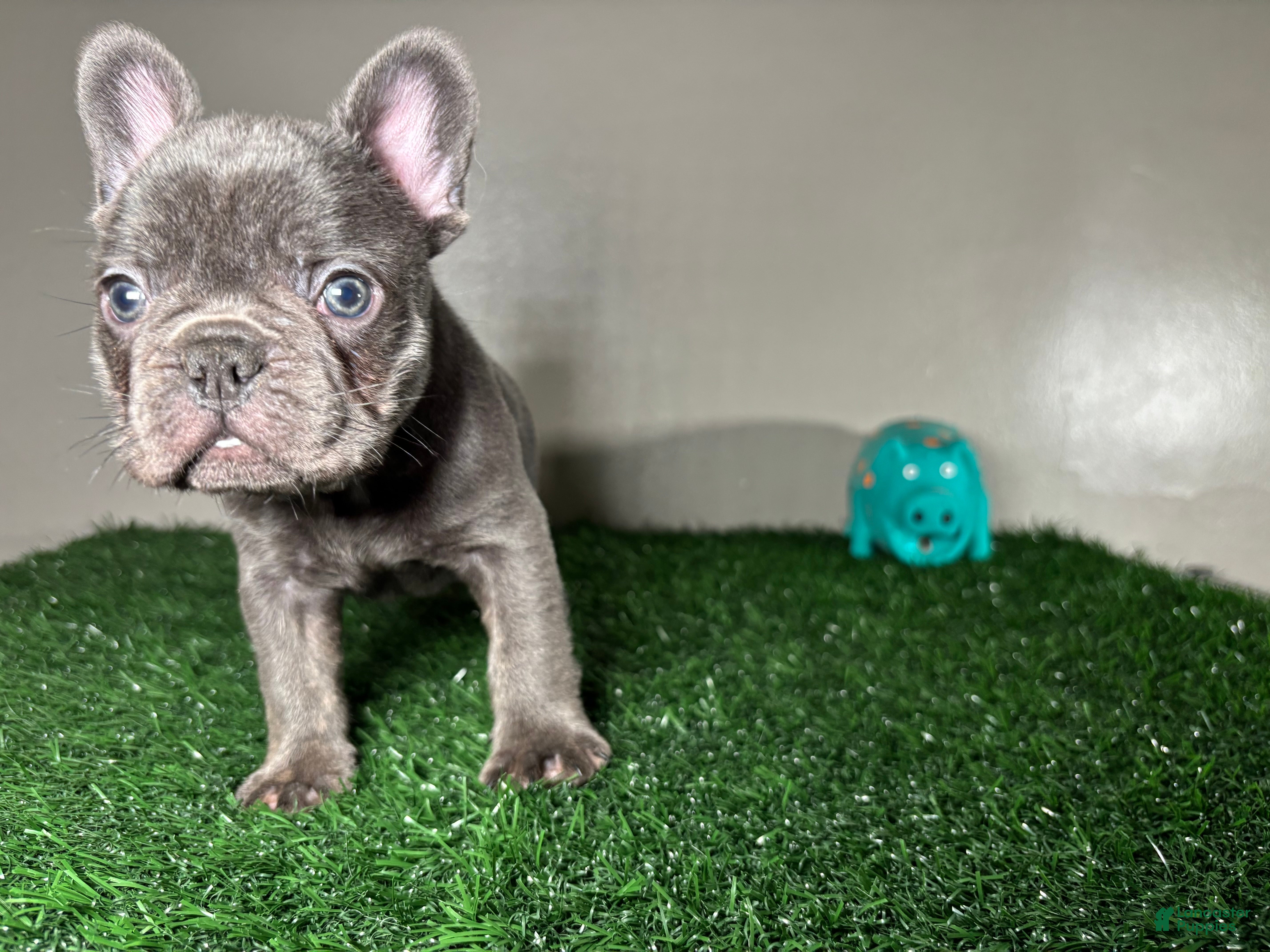 French Bulldog dogs Frank - Ad 1