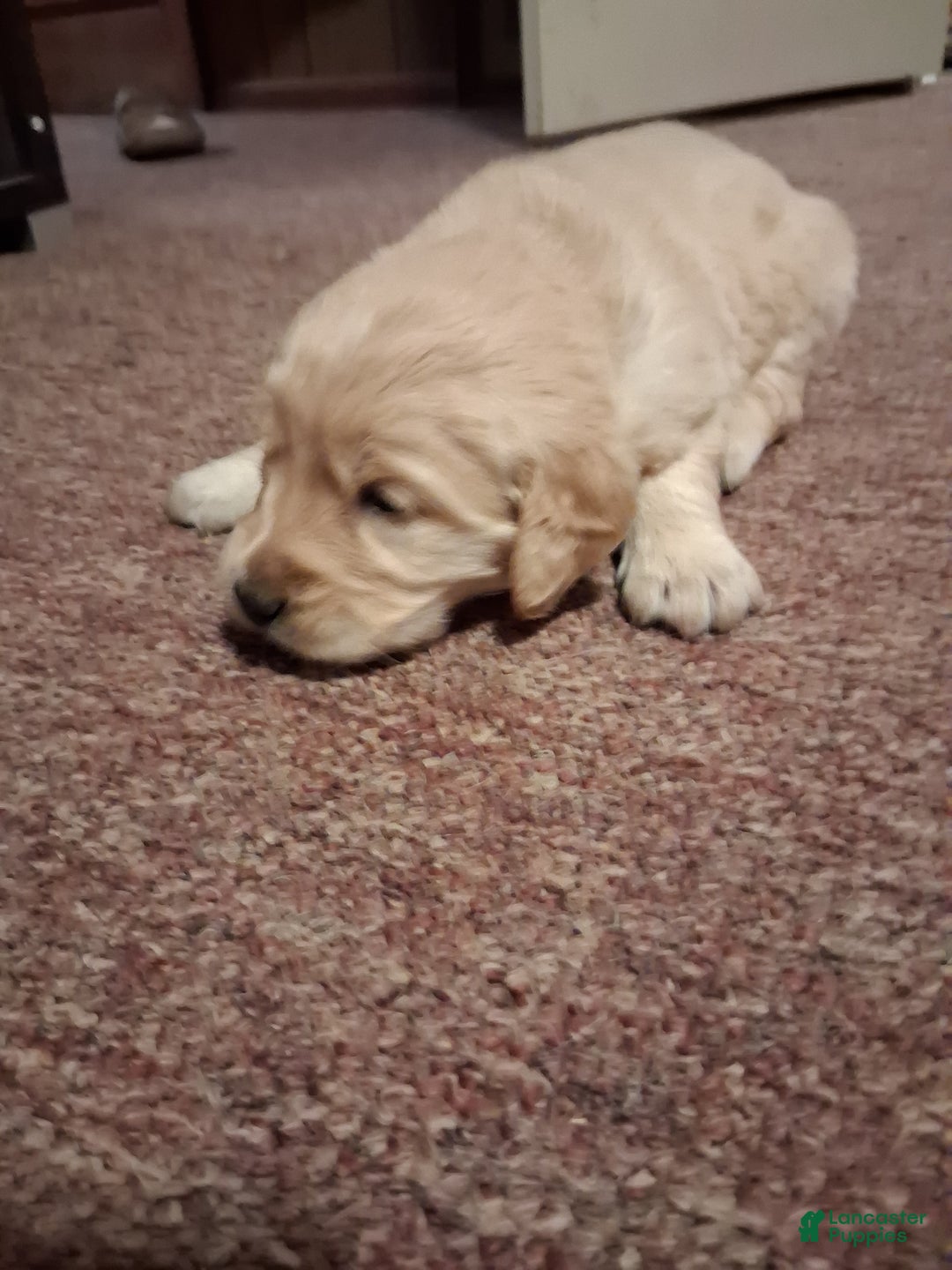 Golden Retriever dogs for sale: Violet - Ad 3