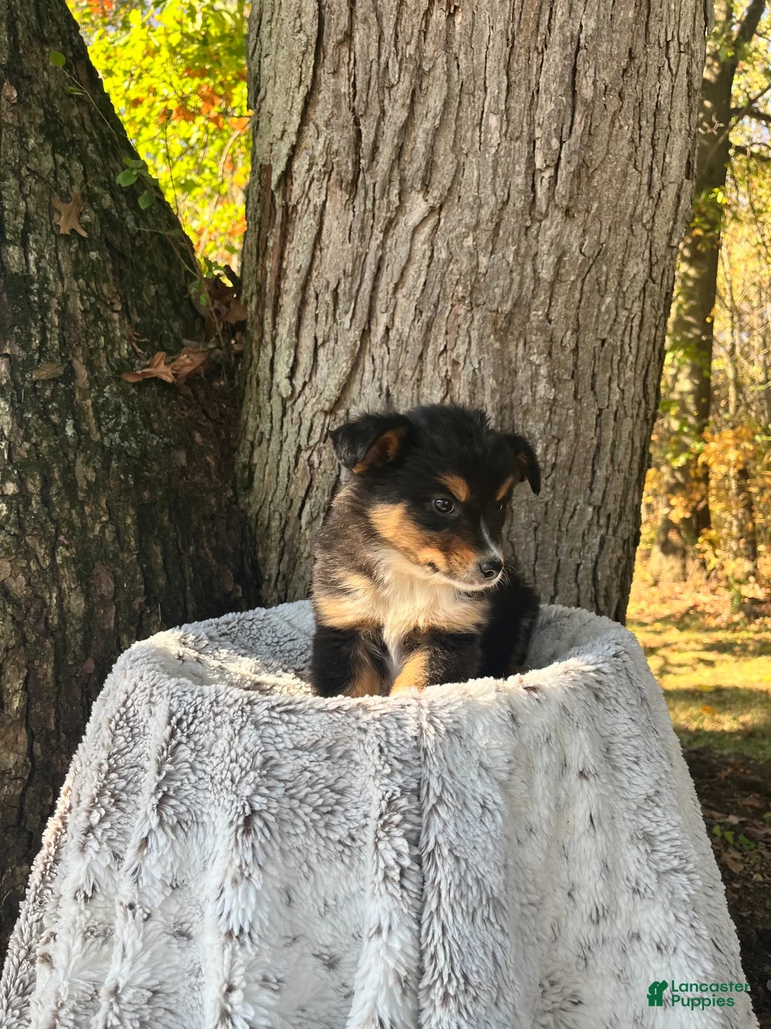 Miniature Australian Shepherd dogs for sale: Rocky - Ad 2