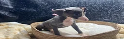 Italian Greyhound dogs for sale: Italian Greyhound 3 - Ad 10