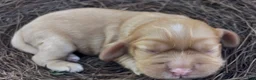 Mixed Breed dogs for sale: Noël - Ad 3