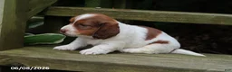 Miniature Dachshund dogs for sale: Amy - Ad 3