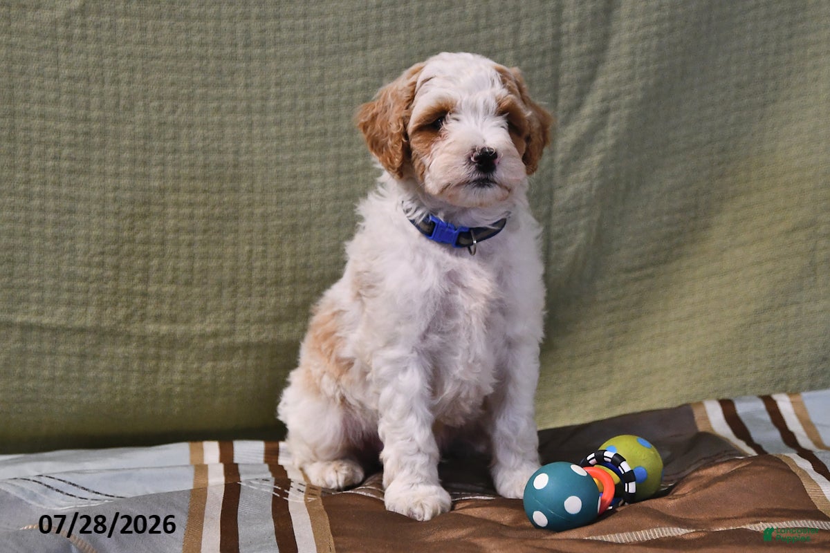 Goldendoodle dogs Scott - Ad 1