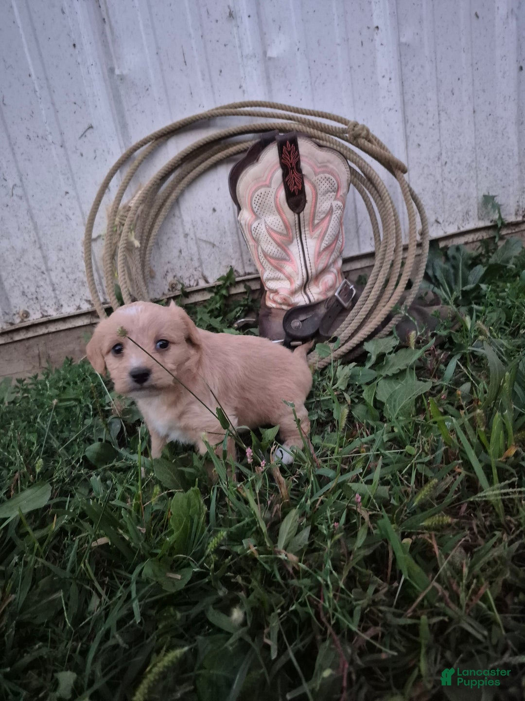Mini Aussiedoodle dogs for sale: Amy - Ad 5