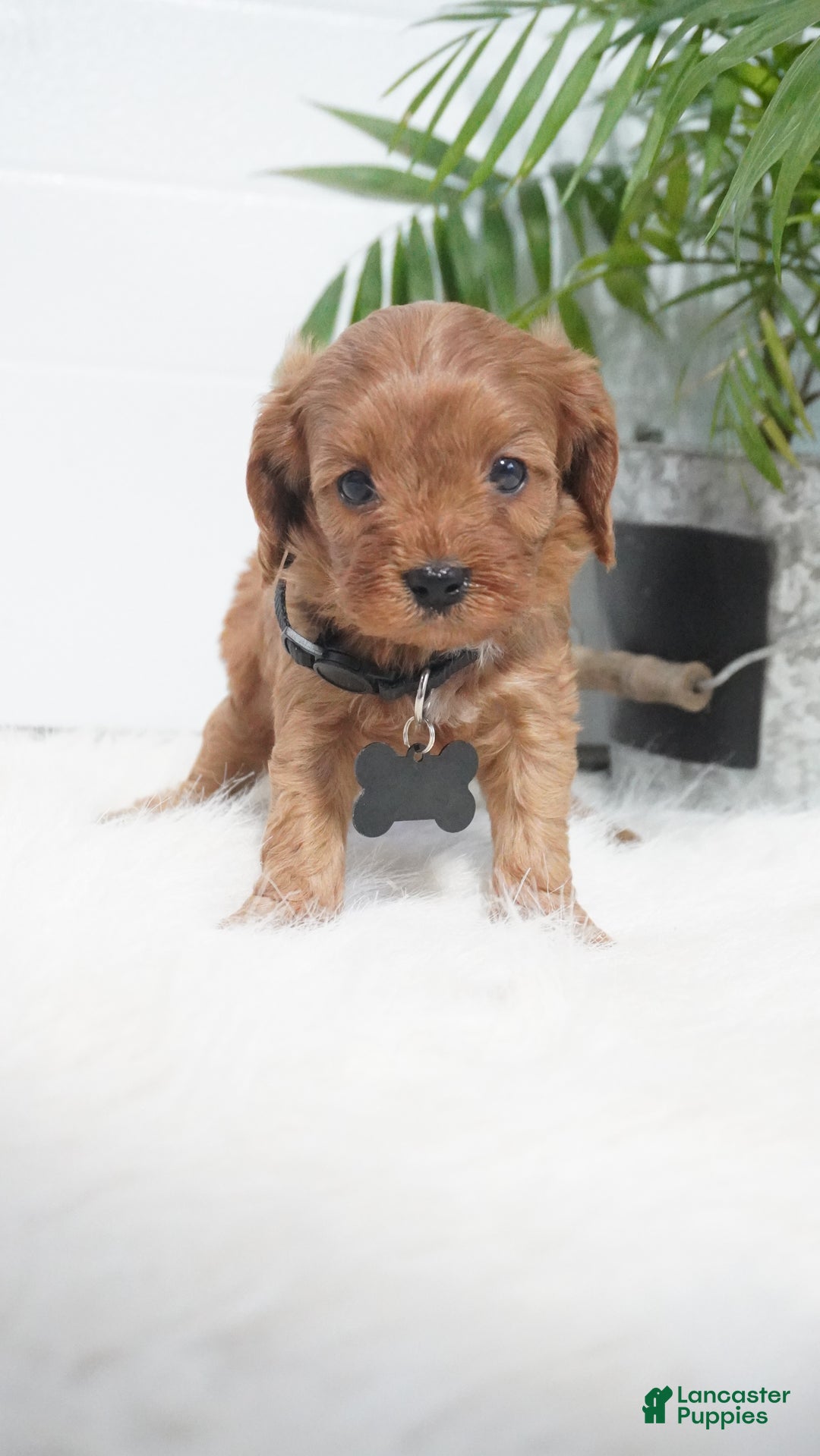 Cavapoo dogs for sale: Brock - Ad 6