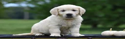 Golden Retriever dogs for sale: Dixie - Ad 4