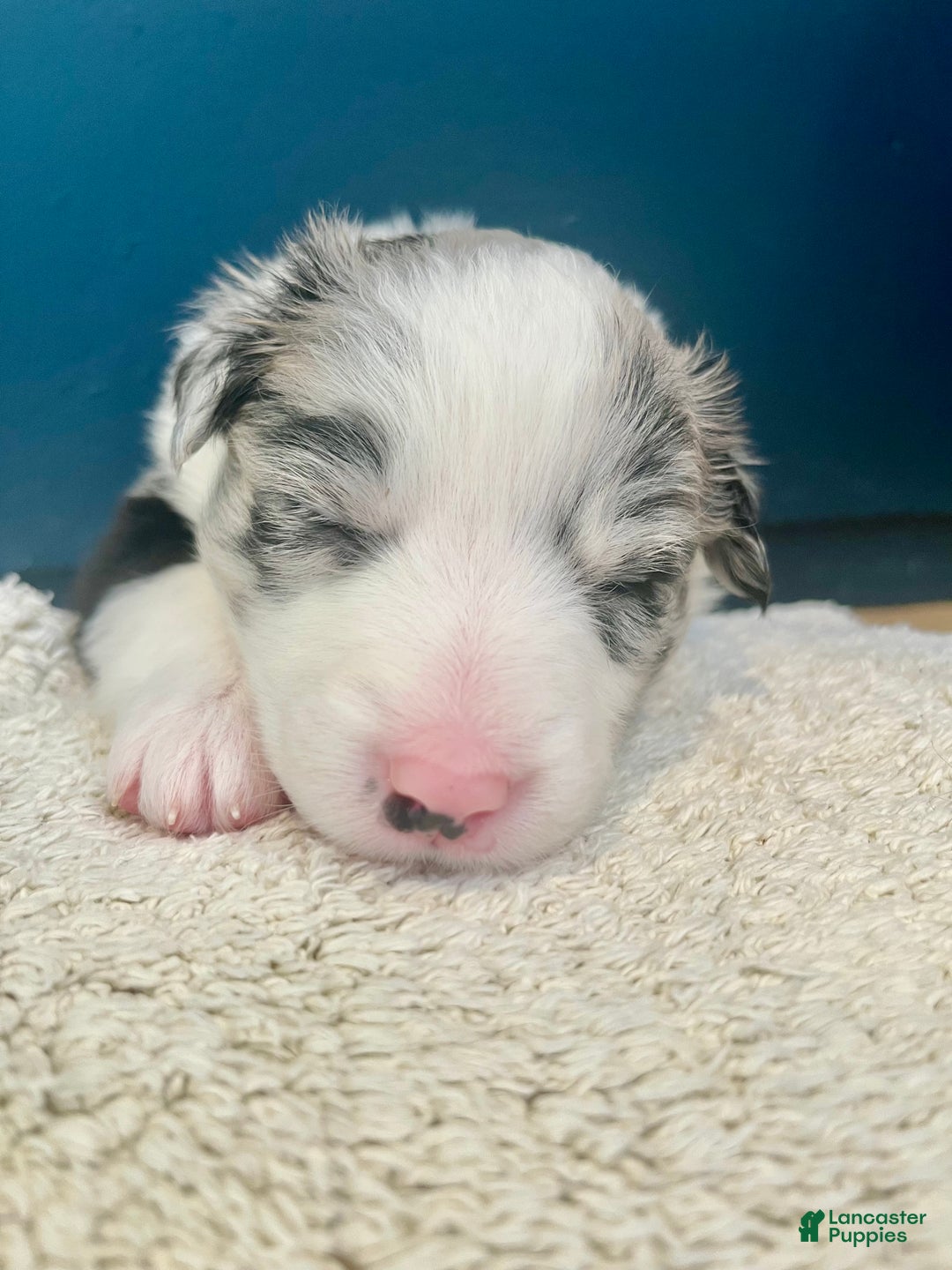 Mixed Breed dogs for sale: Wendy - Ad 8