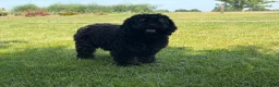 Cockapoo dogs for sale: Muddy  - Ad 5