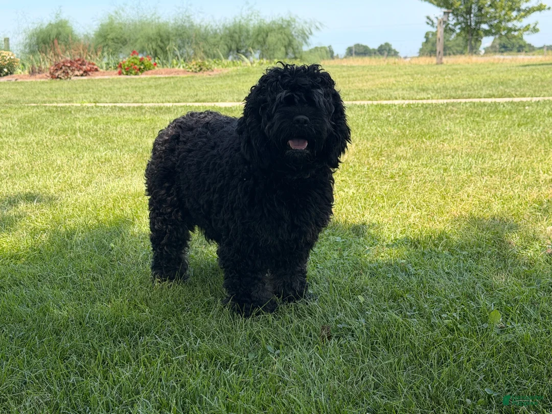 Cockapoo dogs for sale: Muddy  - Ad 5
