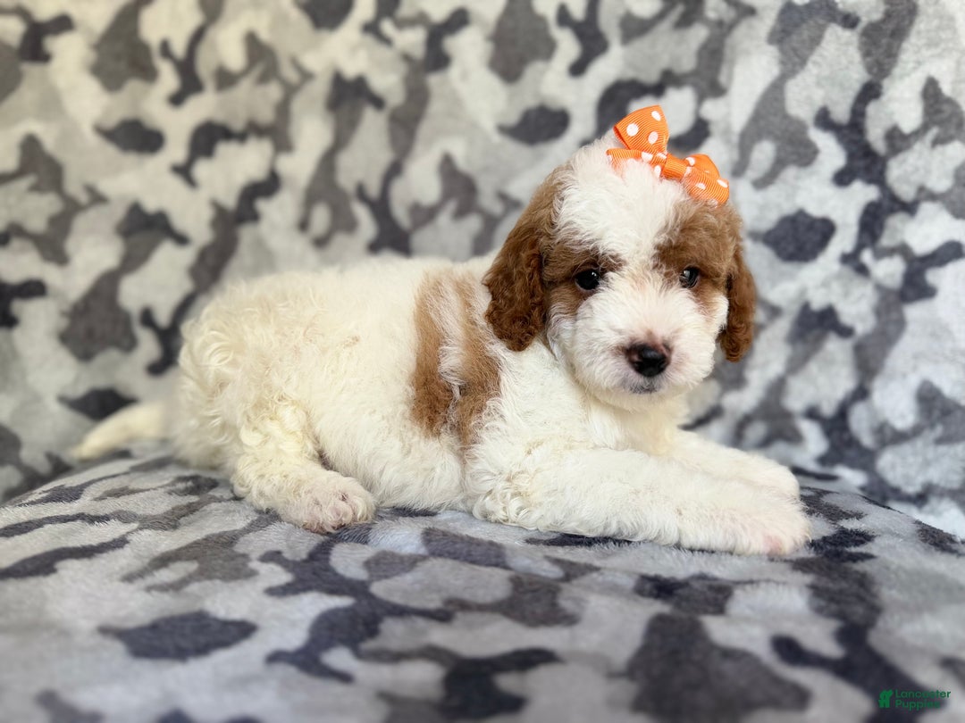 Cavapoo dogs for sale: Waffle - Ad 1