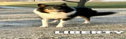 Mixed Breed dogs for sale: Lola - Ad 3
