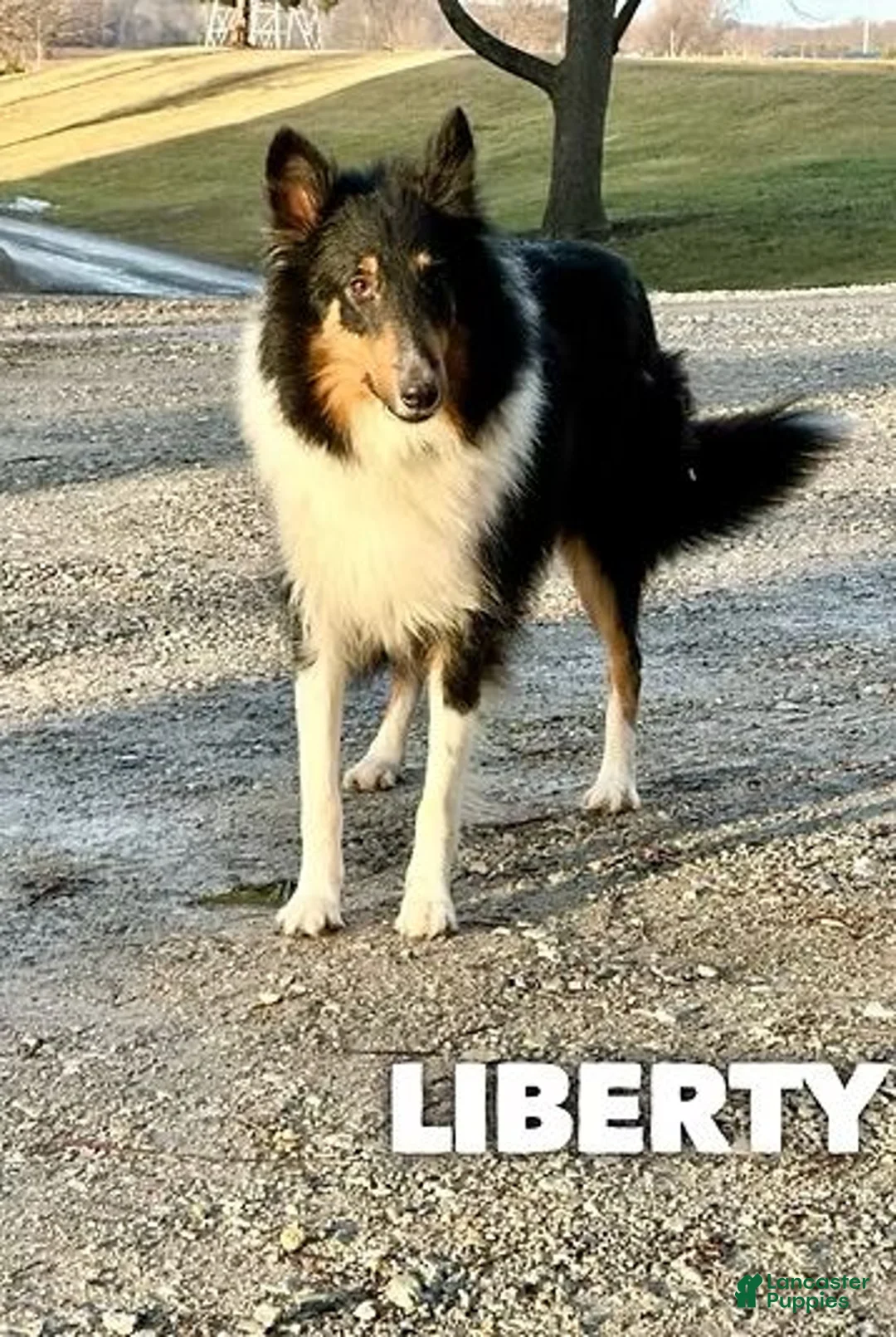 Mixed Breed dogs for sale: Lola - Ad 3