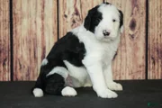 Sheepadoodle Puppy 6