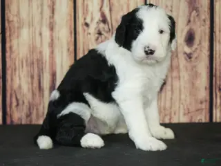 Sheepadoodle dogs Sheepadoodle Puppy 6 - Ad 31