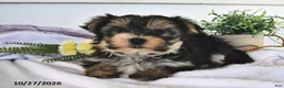 Morkie dogs for sale: Macey  - Ad 4