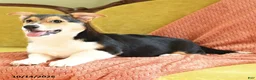 Welsh Corgi Pembroke dogs for sale: Champ  - Ad 5
