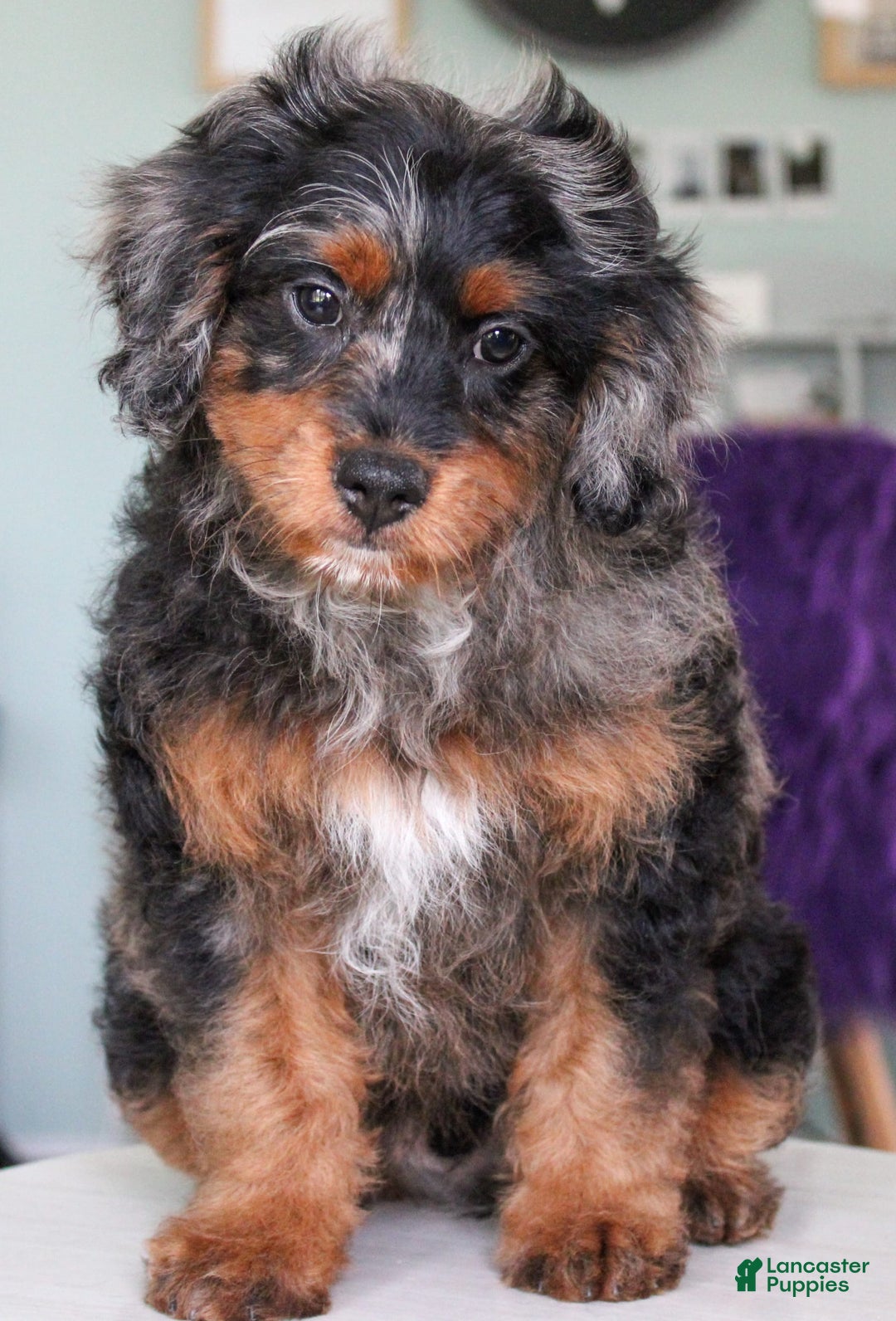 Cavapoo dogs for sale: Truffles - Ad 2