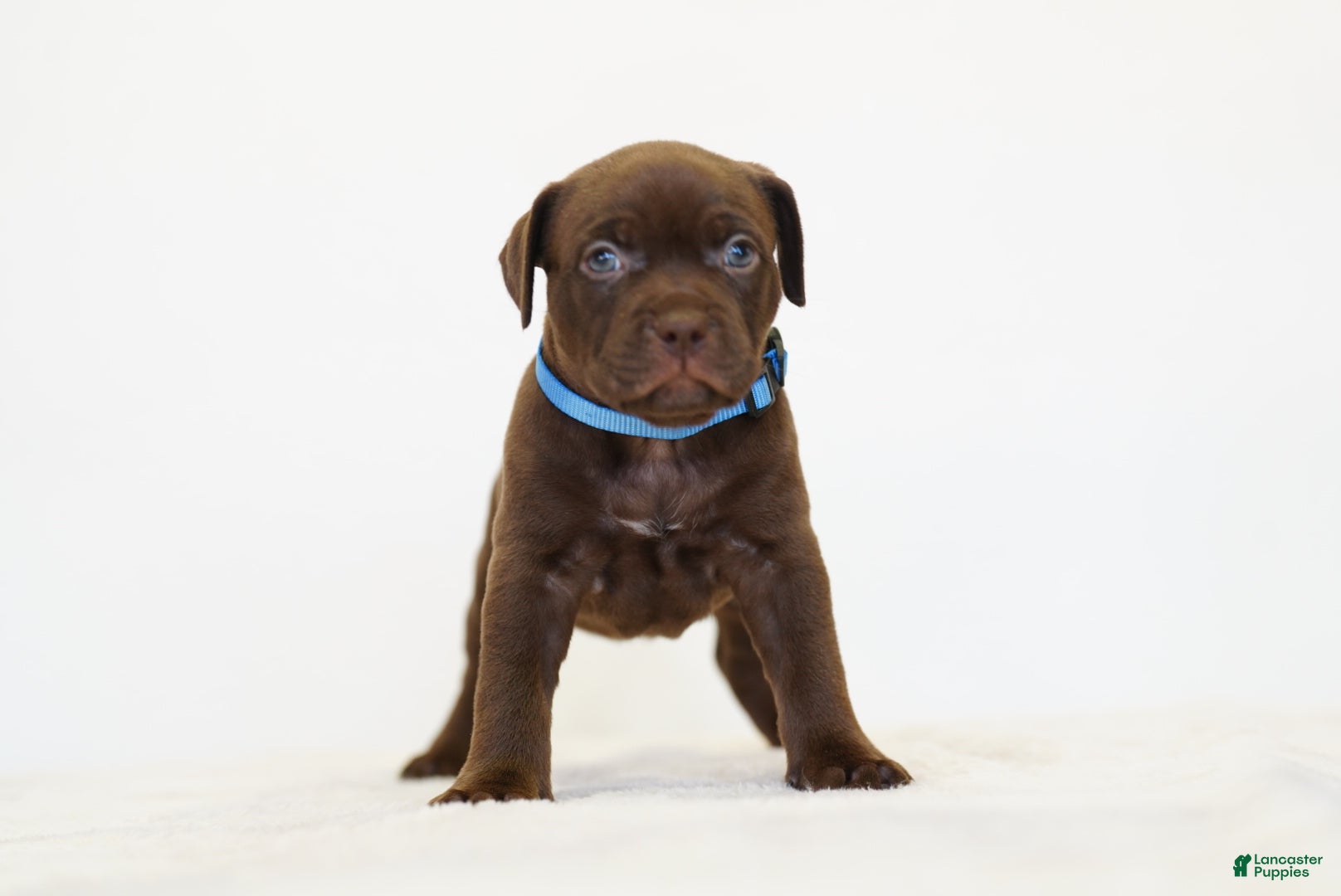 American Bully dogs American Bully 5 - Ad 2
