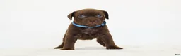 American Bully dogs for sale: American Bully 5 - Ad 2