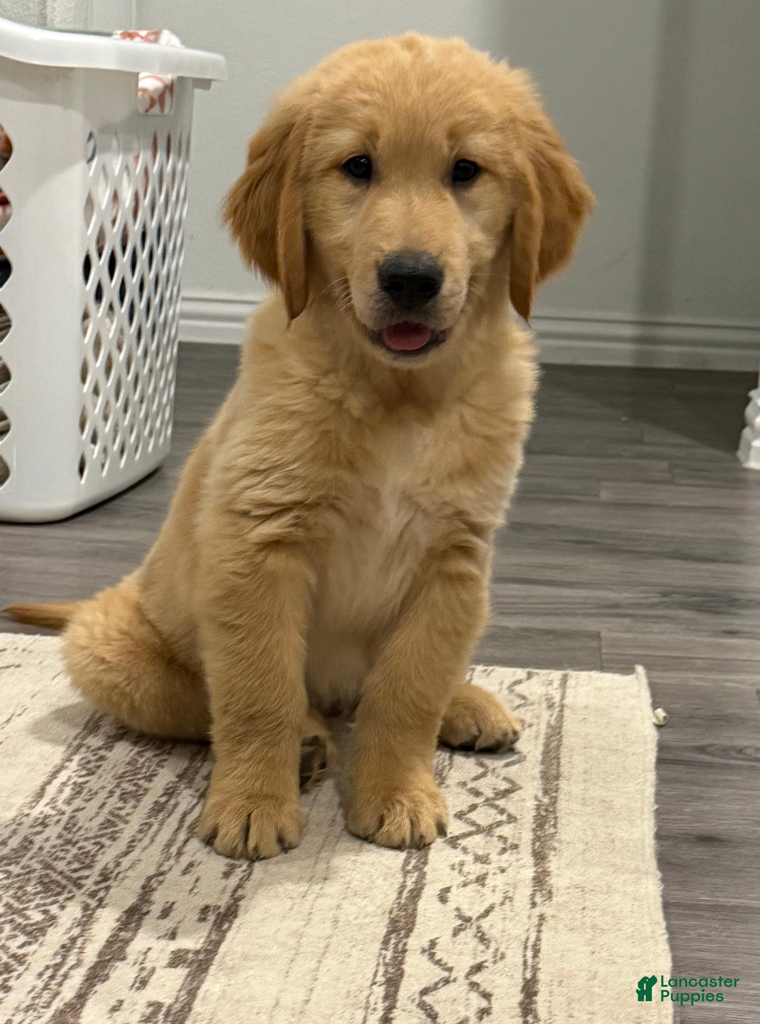 Golden Retriever dogs Kai - Green - Ad 10