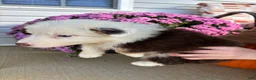Australian Shepherd dogs for sale: Apple (AKC) - Ad 10
