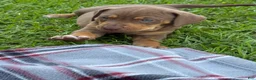 Catahoula Leopard Dog dogs for sale: Black Girl - Ad 13