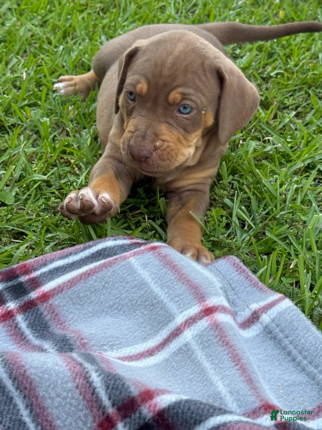 Catahoula Leopard Dog dogs for sale: Black Girl - Ad 13