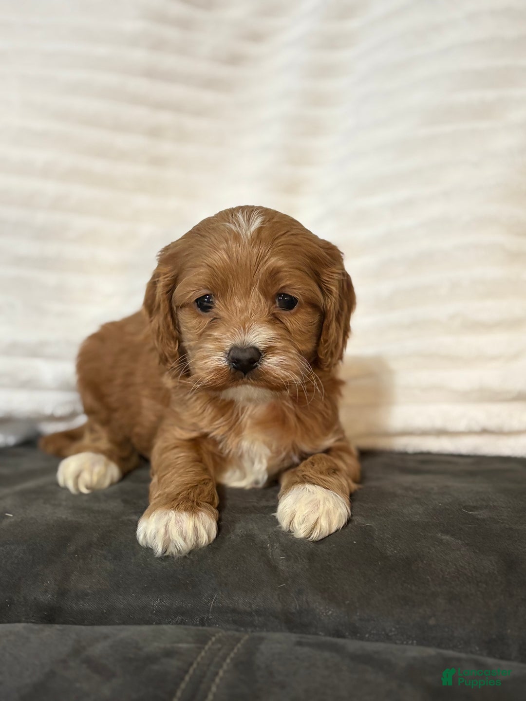 Cockapoo dogs for sale: Barkley - Ad 2