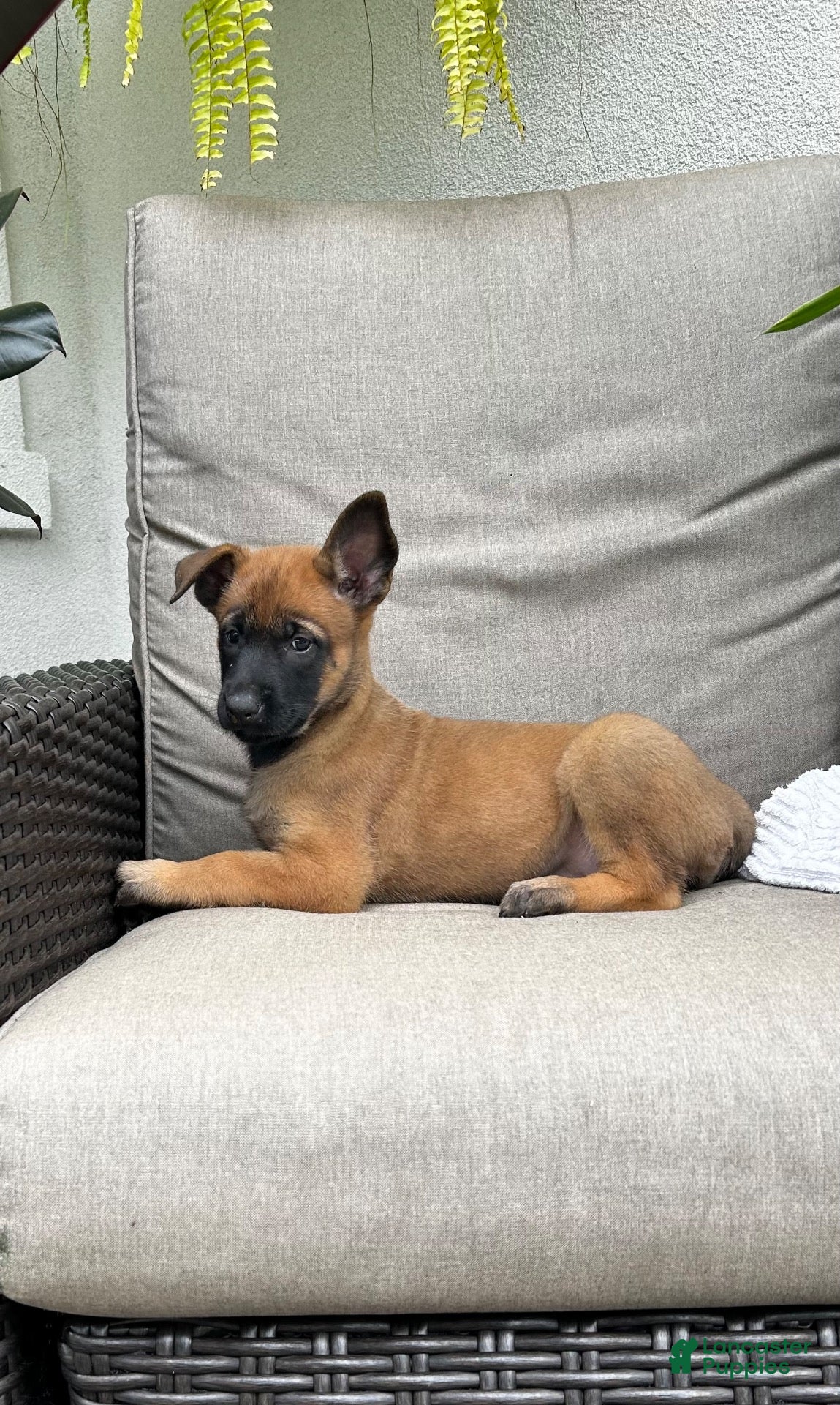 Belgian Malinois dogs Billie - Ad 2