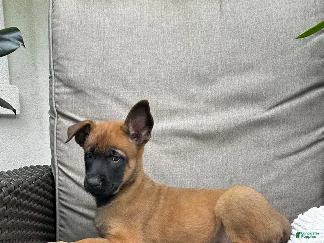 Belgian Malinois dogs for sale: Billie - Ad 2