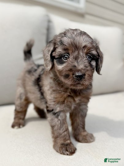 Mini Aussiedoodle dogs Frankie - Ad 1