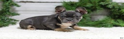 French Bulldog dogs for sale: Jasper - Ad 2