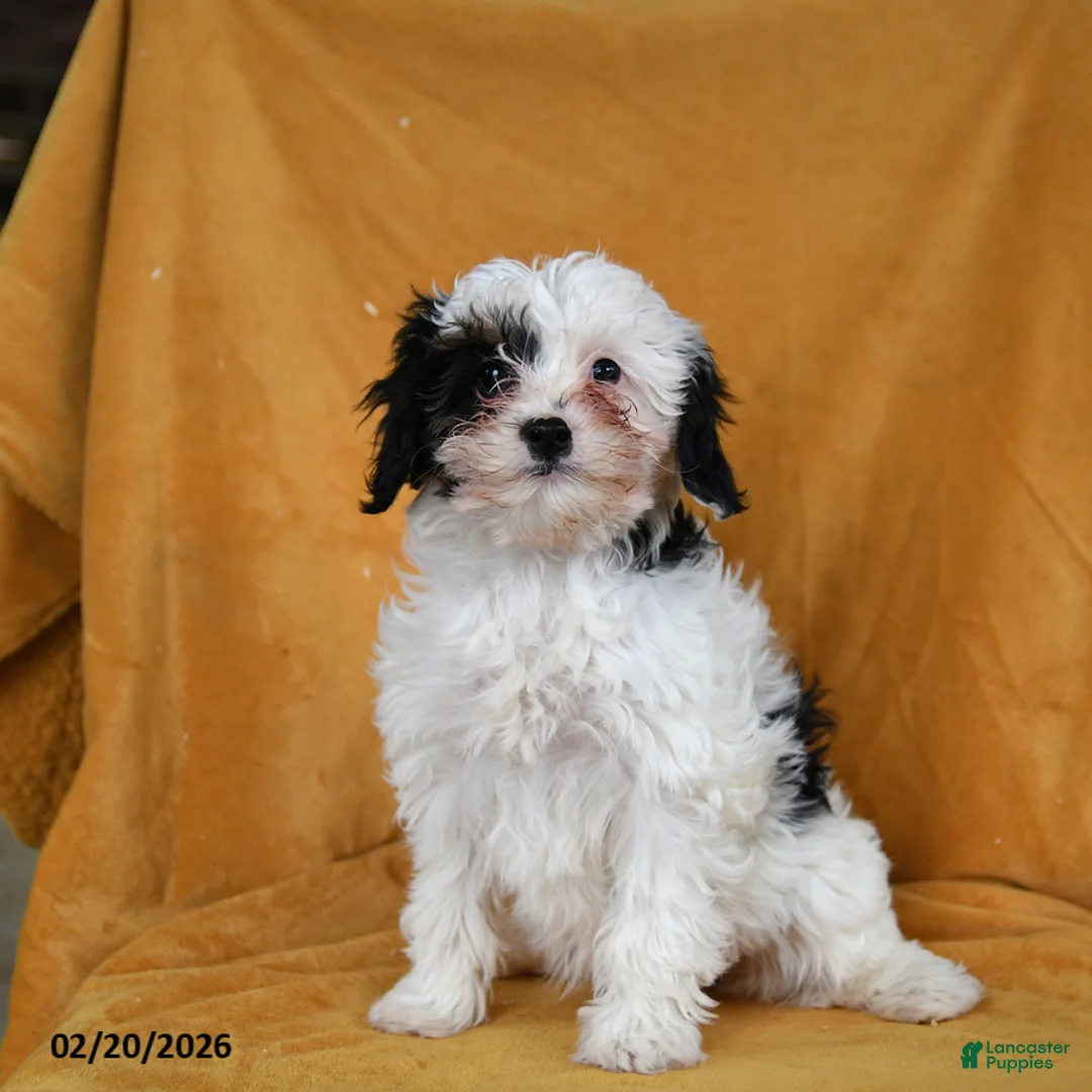 Cavapoo dogs for sale: Gloria - Ad 3
