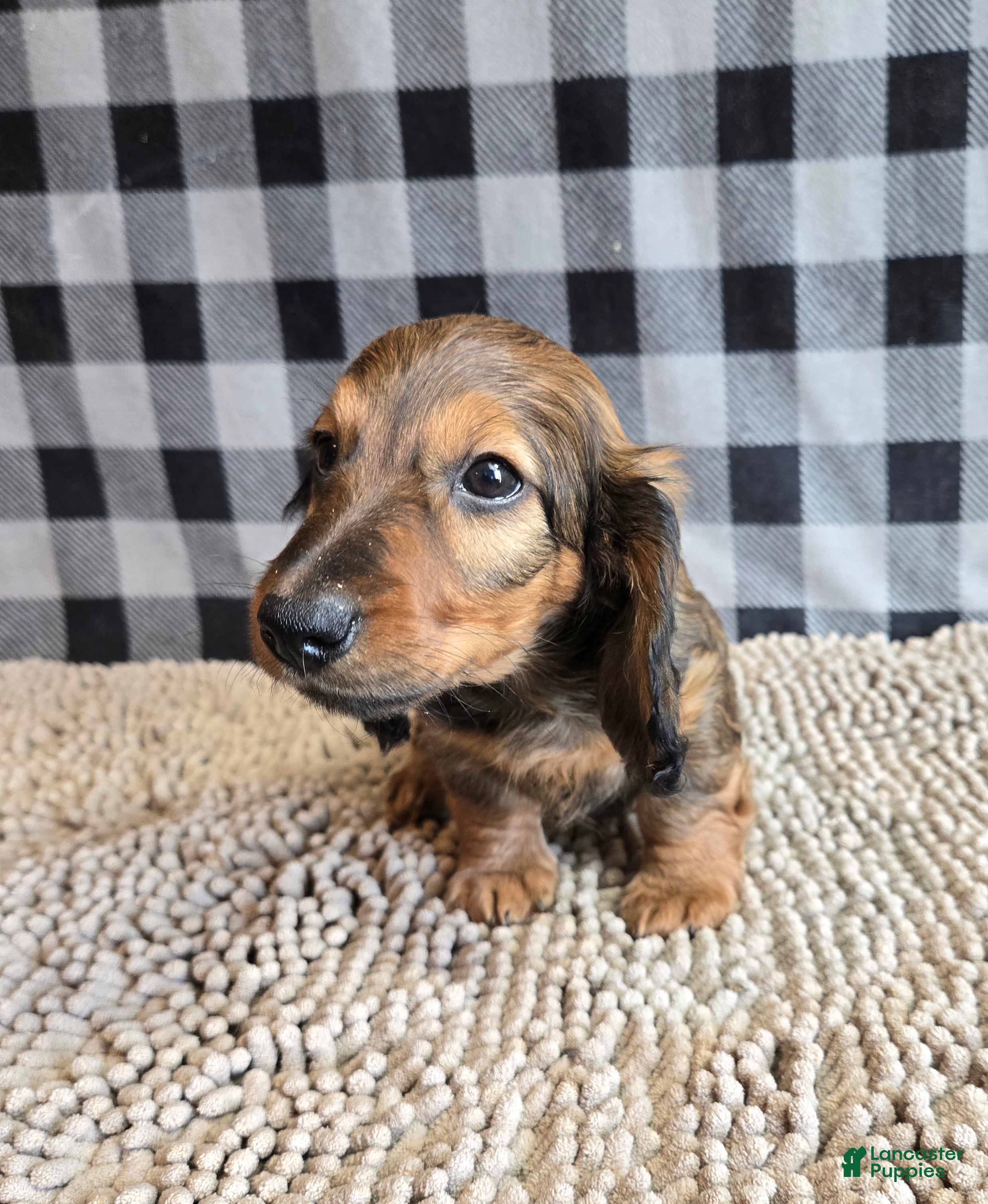 Miniature Dachshund dogs for sale: Tanner - Ad 5