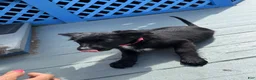 Mixed Breed dogs for sale: Wakanda - Ad 7