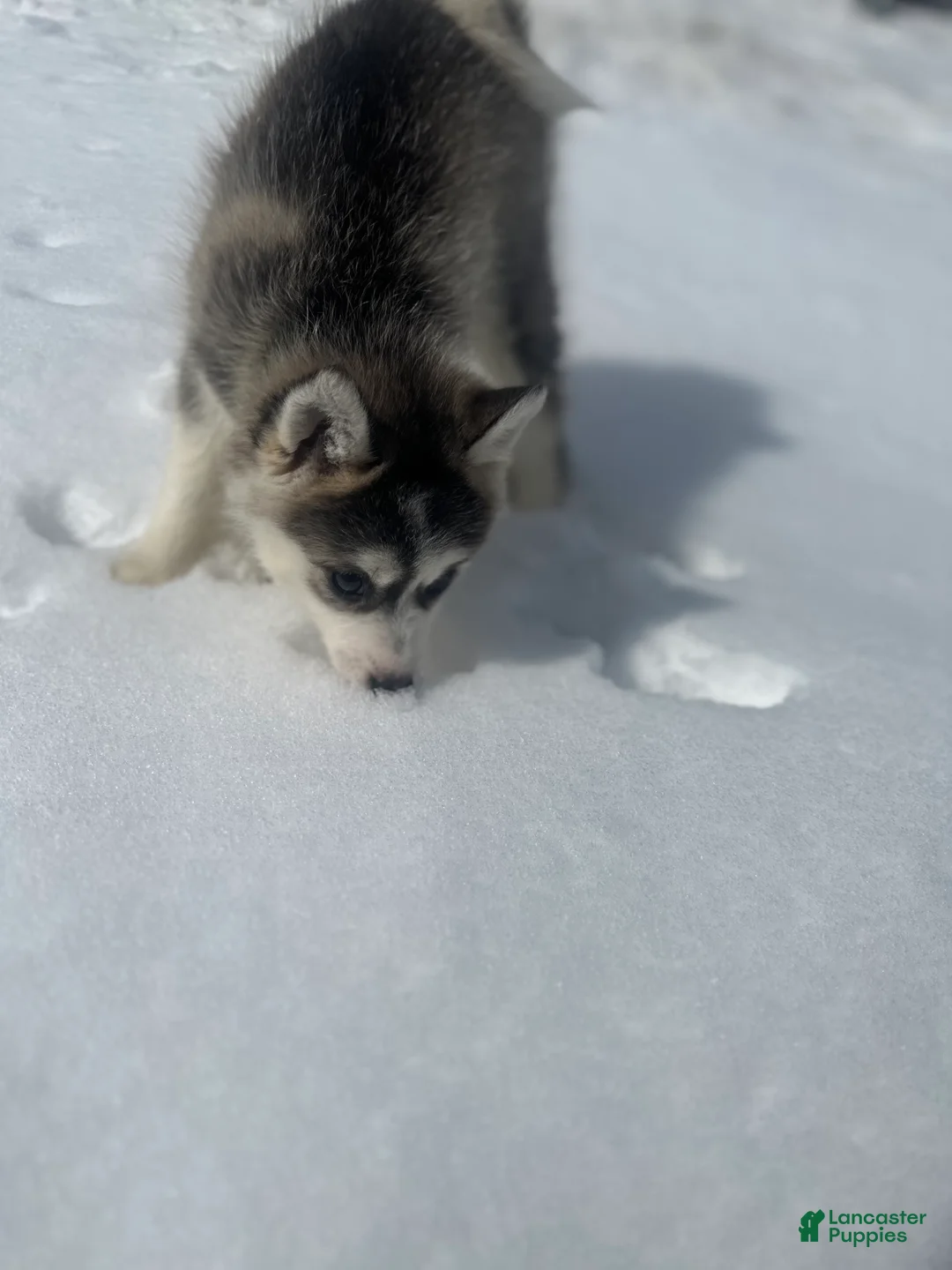 Pomsky dogs for sale: Pomsky Puppy 2 - Ad 2