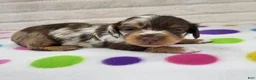 Miniature Dachshund dogs for sale: Chocolate Dapple Female - Ad 6