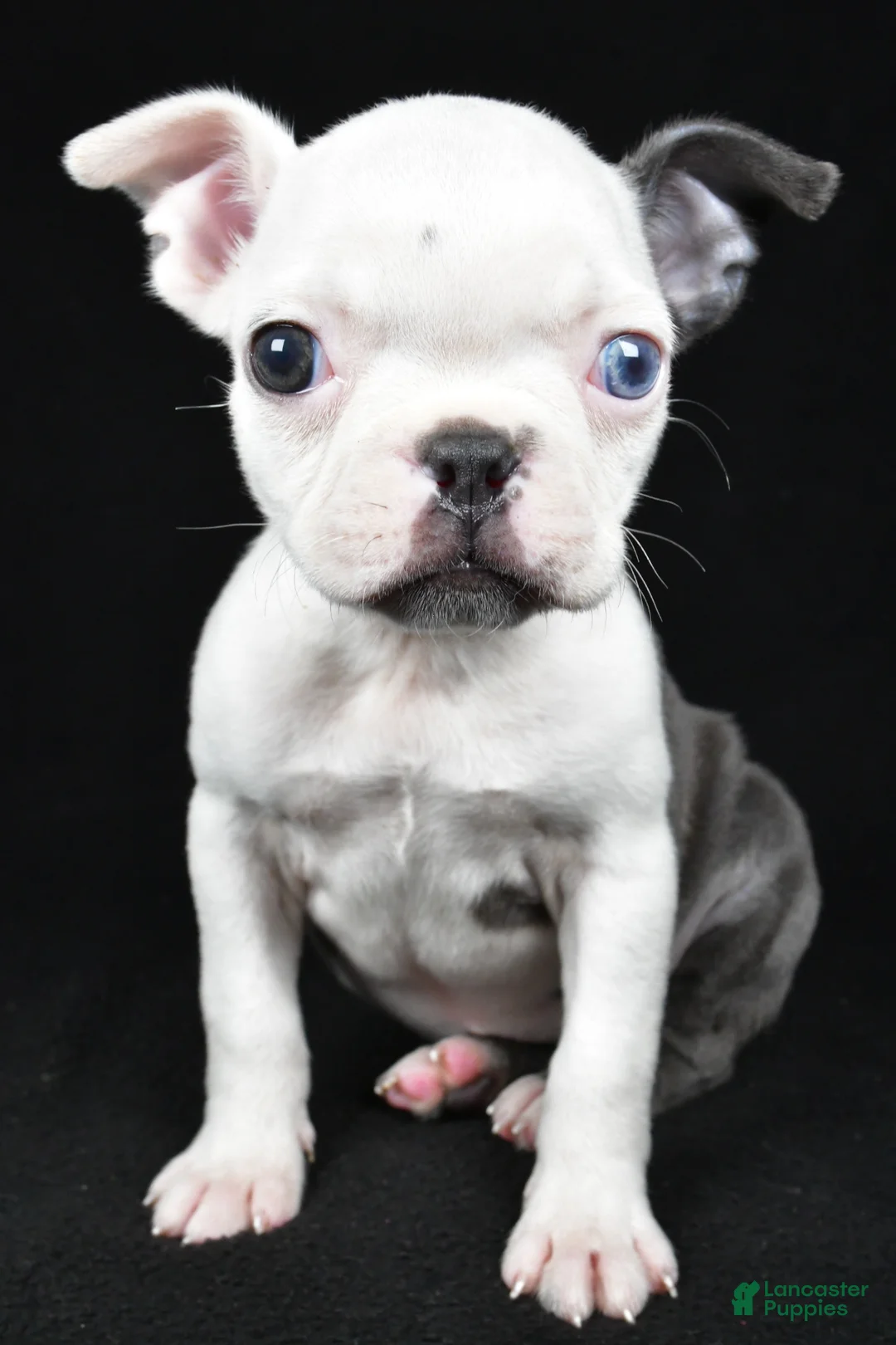 Boston Terrier dogs for sale: Addie - Ad 1
