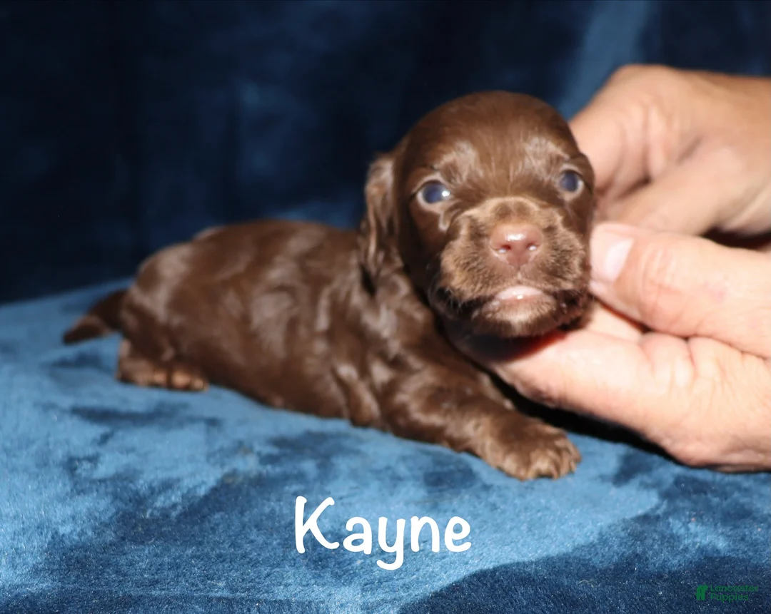 Miniature Dachshund dogs for sale: Kayne - Ad 1