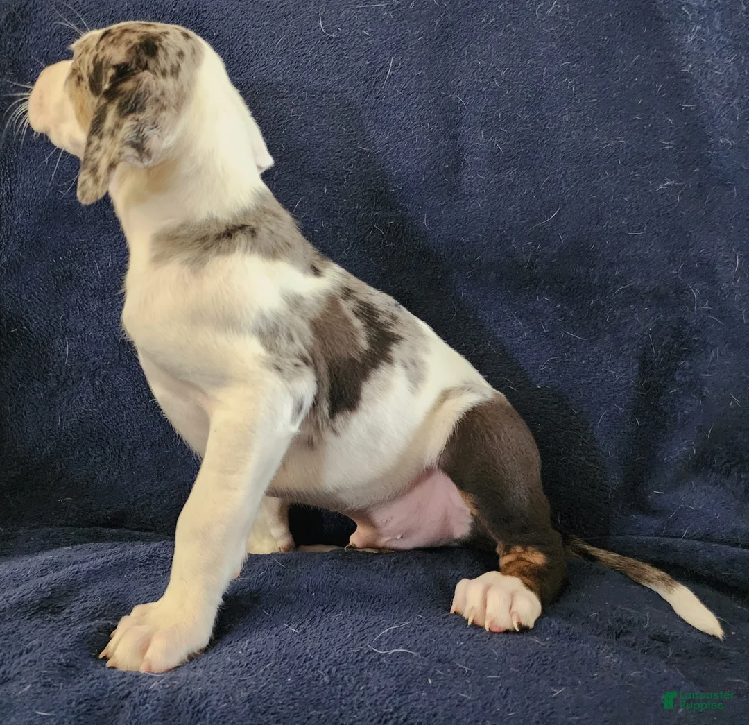 Catahoula Leopard Dog dogs for sale: Gabby F2025 M1 - Ad 17