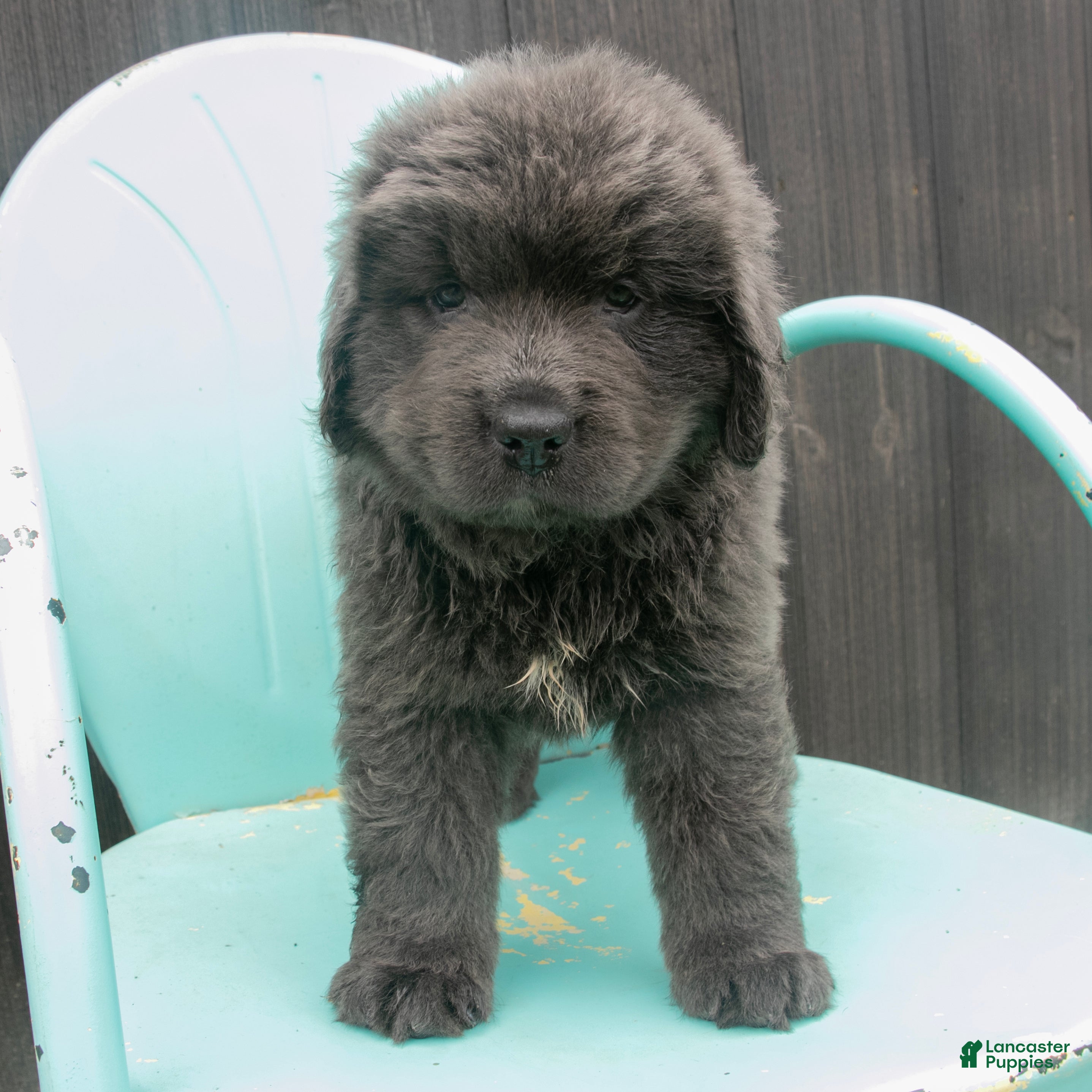 Newfoundland dogs Delilah - Ad 2