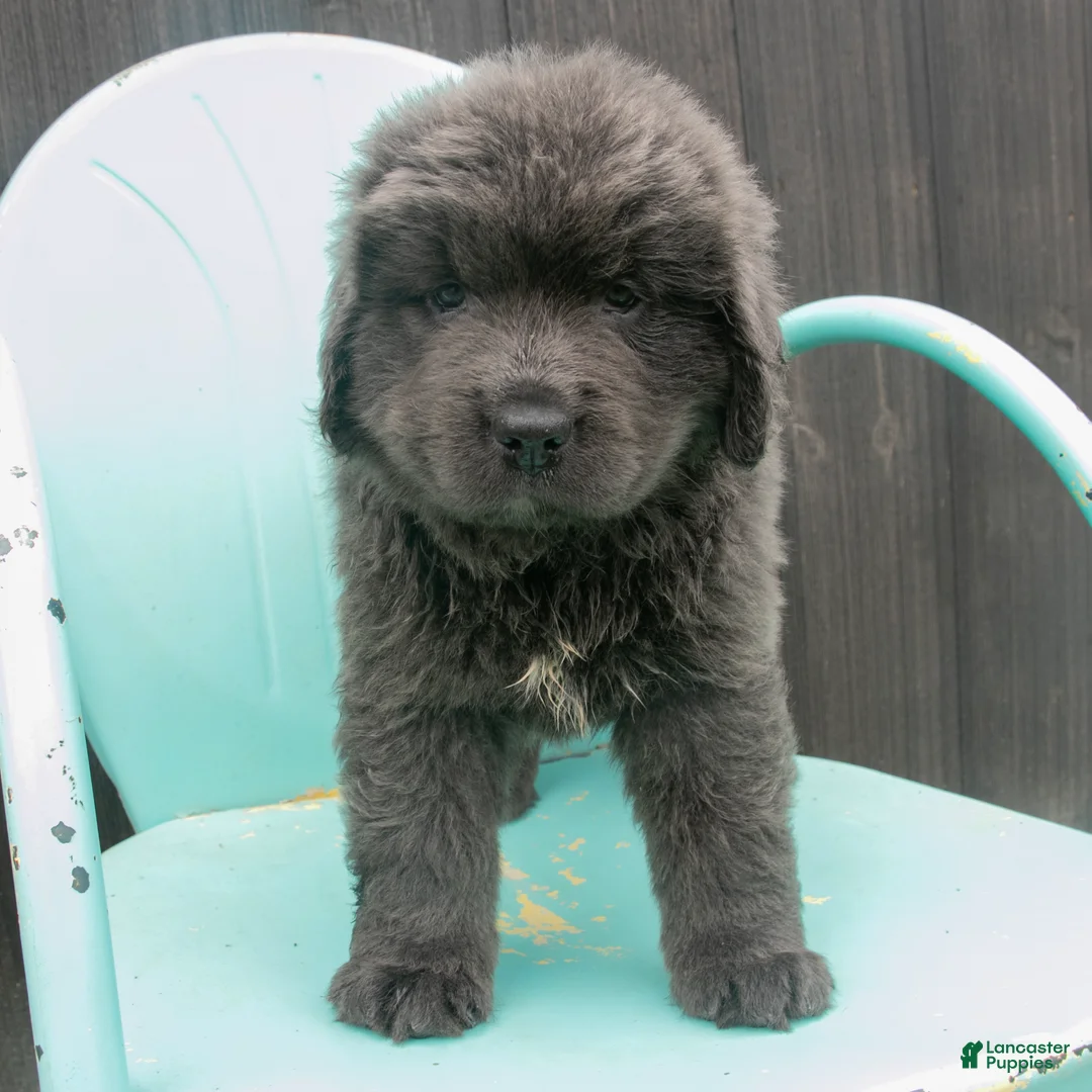 Newfoundland dogs for sale: Delilah - Ad 2