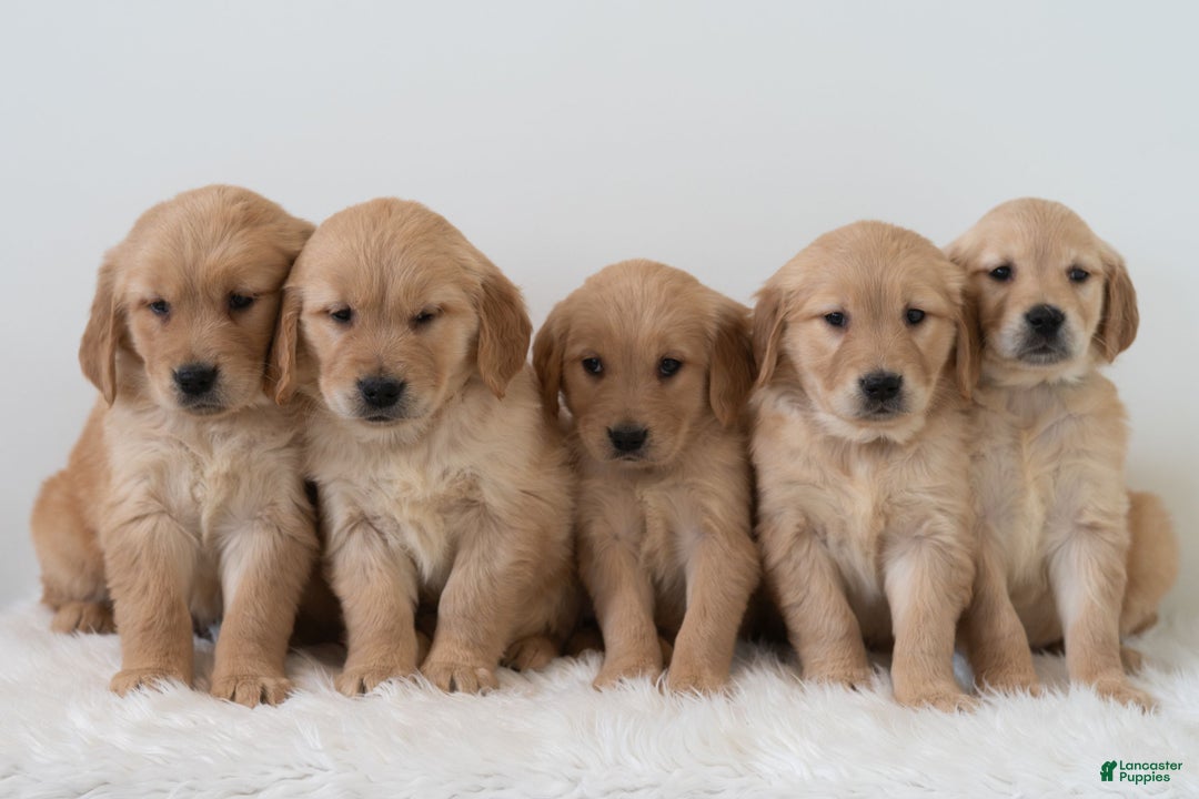 Golden Retriever dogs for sale: Shante  - Ad 6