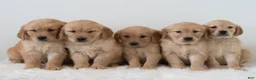Golden Retriever dogs for sale: Snoopy - Ad 6