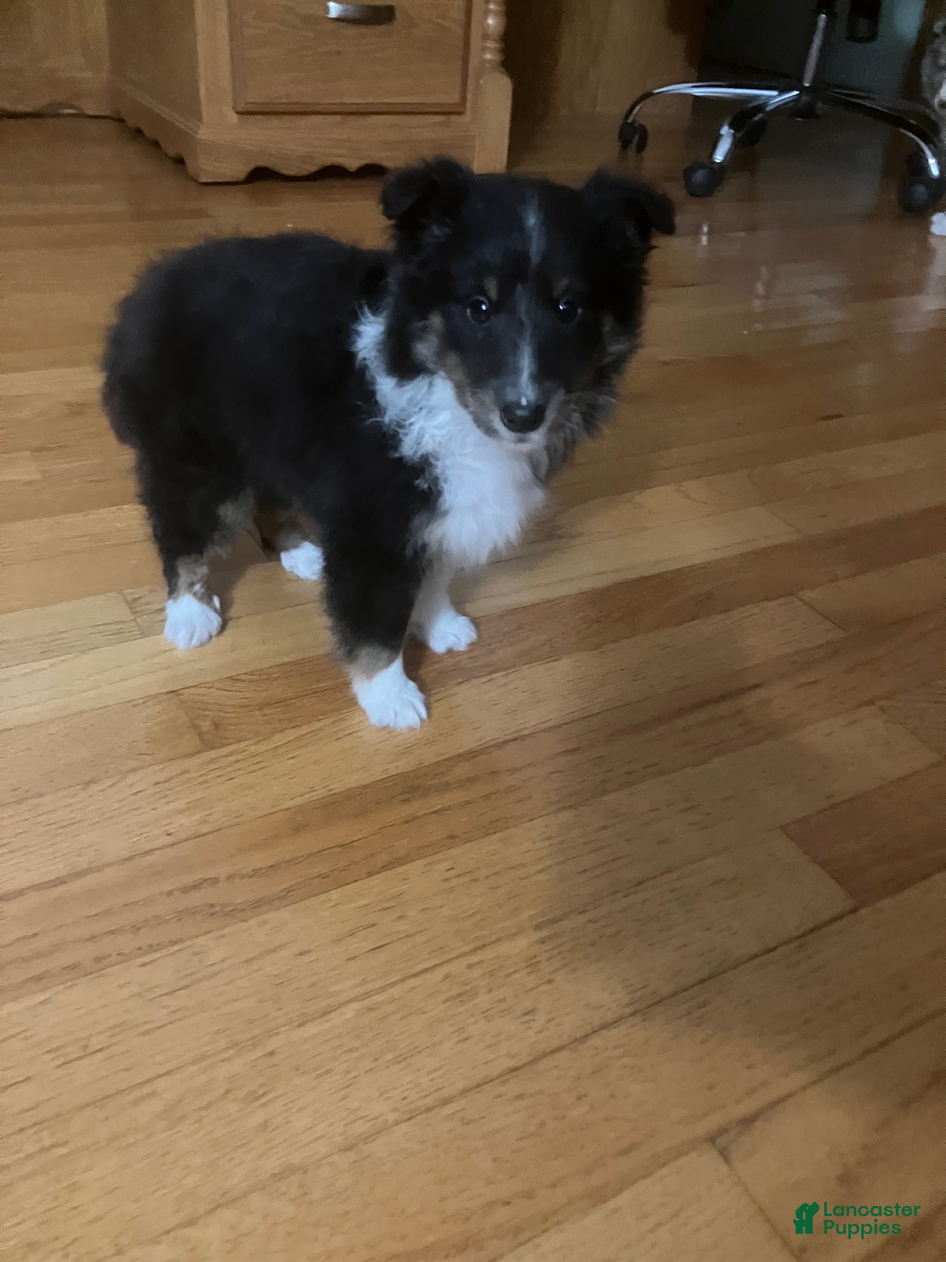 Shetland Sheepdog dogs Delila - Ad 36